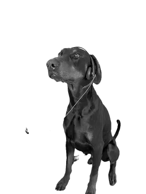 Auri - Office Dog at Elevated Software